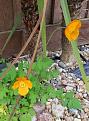 Click image for larger version

Name:	welsh poppy.jpg
Views:	220
Size:	78.3 KB
ID:	2383277