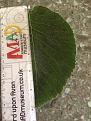 Click image for larger version

Name:	unknown tree leaf.jpg
Views:	206
Size:	108.6 KB
ID:	2383474