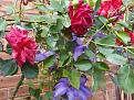Click image for larger version

Name:	rose.jpg
Views:	236
Size:	112.5 KB
ID:	2383693