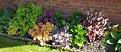 Click image for larger version

Name:	heuchera.jpg
Views:	331
Size:	117.8 KB
ID:	2383694
