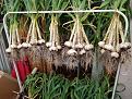 Click image for larger version

Name:	Iberian Garlic 2019.jpg
Views:	202
Size:	172.7 KB
ID:	2383906