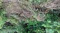 Click image for larger version

Name:	20190623_100153 (640x360).jpg
Views:	230
Size:	265.9 KB
ID:	2384243