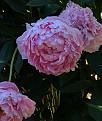 Click image for larger version

Name:	CC55CB44-FD7B-43B6-B281-652415581391.jpg
Views:	241
Size:	83.3 KB
ID:	2384352