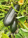 Click image for larger version

Name:	indelicata2.jpg
Views:	190
Size:	185.1 KB
ID:	2385151