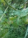 Click image for larger version

Name:	sarpo mira closeup black spot leaves resized.jpg
Views:	326
Size:	87.7 KB
ID:	2385156
