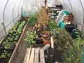 Click image for larger version

Name:	polytunnel-Jan-2020.jpg
Views:	527
Size:	546.6 KB
ID:	2385973