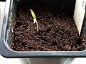 Click image for larger version

Name:	seed.jpg
Views:	197
Size:	57.9 KB
ID:	2386025