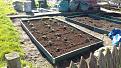 Click image for larger version

Name:	Strawberry Bed.jpg
Views:	219
Size:	966.6 KB
ID:	2386688