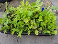 Click image for larger version

Name:	leaves.jpg
Views:	334
Size:	78.6 KB
ID:	2386946