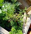 Click image for larger version

Name:	herbs.jpg
Views:	211
Size:	874.0 KB
ID:	2387004