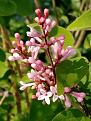 Click image for larger version

Name:	Lilac.jpg
Views:	128
Size:	405.5 KB
ID:	2387006