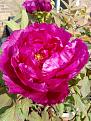 Click image for larger version

Name:	peony.jpg
Views:	124
Size:	467.0 KB
ID:	2387007
