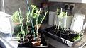 Click image for larger version

Name:	Asparagus.jpg
Views:	188
Size:	491.7 KB
ID:	2387046