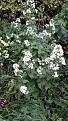 Click image for larger version

Name:	honesty flowers.jpg
Views:	301
Size:	798.7 KB
ID:	2387059