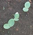 Click image for larger version

Name:	pumpkin.jpg
Views:	161
Size:	252.8 KB
ID:	2387083