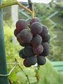 Click image for larger version

Name:	bunch of grapes.jpg
Views:	491
Size:	43.7 KB
ID:	2387788