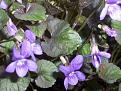Click image for larger version

Name:	viola copy.jpg
Views:	438
Size:	48.7 KB
ID:	2387831