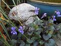 Click image for larger version

Name:	Viola &amp;amp;rabbit.jpg
Views:	433
Size:	55.4 KB
ID:	2387832