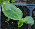 Click image for larger version

Name:	courgette_deformed.jpg
Views:	2362
Size:	51.3 KB
ID:	2387839