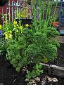Click image for larger version

Name:	kale.jpg
Views:	413
Size:	83.8 KB
ID:	2387850