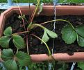 Click image for larger version

Name:	strawbs1.jpg
Views:	11290
Size:	55.1 KB
ID:	2387851