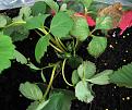 Click image for larger version

Name:	strawbs3.jpg
Views:	9902
Size:	54.8 KB
ID:	2387853