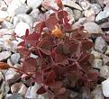 Click image for larger version

Name:	redweed.JPG
Views:	11414
Size:	17.9 KB
ID:	2387856
