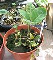 Click image for larger version

Name:	cauliflowers - sick 001.jpg
Views:	262
Size:	80.8 KB
ID:	2387857