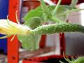 Click image for larger version

Name:	cucumber-5-web-400.jpg
Views:	404
Size:	12.9 KB
ID:	2387866