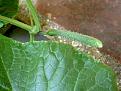 Click image for larger version

Name:	cucumber-7-web-400.jpg
Views:	424
Size:	16.7 KB
ID:	2387867