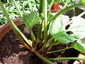 Click image for larger version

Name:	Rhubarb-2-web-400.jpg
Views:	489
Size:	25.1 KB
ID:	2387868