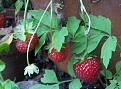 Click image for larger version

Name:	Strawberry copy.jpg
Views:	500
Size:	44.3 KB
ID:	2387885