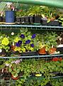 Click image for larger version

Name:	Greenhouse copy.jpg
Views:	511
Size:	79.7 KB
ID:	2387886