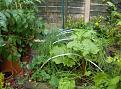 Click image for larger version

Name:	Veg patch copy.jpg
Views:	547
Size:	65.1 KB
ID:	2387887