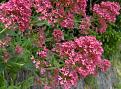 Click image for larger version

Name:	Red Valerian copy.jpg
Views:	3542
Size:	60.7 KB
ID:	2387893