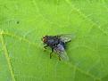 Click image for larger version

Name:	Fly copy 3.jpg
Views:	239
Size:	30.0 KB
ID:	2387895