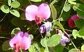 Click image for larger version

Name:	Everlasting sweetpea.jpg
Views:	484
Size:	40.6 KB
ID:	2387900