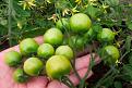 Click image for larger version

Name:	tomatoes.jpg
Views:	837
Size:	43.0 KB
ID:	2387904