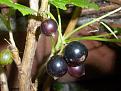 Click image for larger version

Name:	Blackcurrants.jpg
Views:	344
Size:	40.4 KB
ID:	2387909