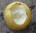 Click image for larger version

Name:	Pumpkin eaten.jpg
Views:	1442
Size:	74.5 KB
ID:	2387913