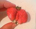 Click image for larger version

Name:	strawb1.jpg
Views:	2425
Size:	29.8 KB
ID:	2387936