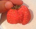 Click image for larger version

Name:	strawb2.jpg
Views:	1564
Size:	32.1 KB
ID:	2387937