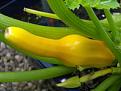Click image for larger version

Name:	Weird courgette Orelia.jpg
Views:	435
Size:	31.4 KB
ID:	2387951