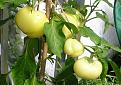 Click image for larger version

Name:	Chilli.jpg
Views:	612
Size:	52.7 KB
ID:	2387952