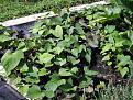 Click image for larger version

Name:	Sweet Potato.jpg
Views:	656
Size:	78.2 KB
ID:	2387955