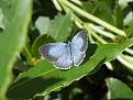 Click image for larger version

Name:	Blue Butterfly 11.8.06 001 Holly.jpg
Views:	241
Size:	35.3 KB
ID:	2387956