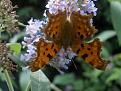 Click image for larger version

Name:	Comma  butterfly.jpg
Views:	222
Size:	38.8 KB
ID:	2387957