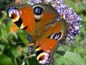 Click image for larger version

Name:	Peacock.jpg
Views:	246
Size:	42.1 KB
ID:	2387958