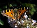 Click image for larger version

Name:	Small Tortoiseshell.jpg
Views:	261
Size:	37.7 KB
ID:	2387959