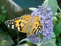 Click image for larger version

Name:	Painted lady.jpg
Views:	258
Size:	44.1 KB
ID:	2387960